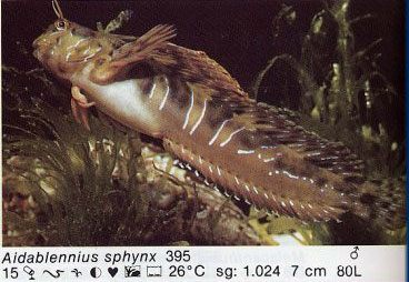 Aidablennius sphynx